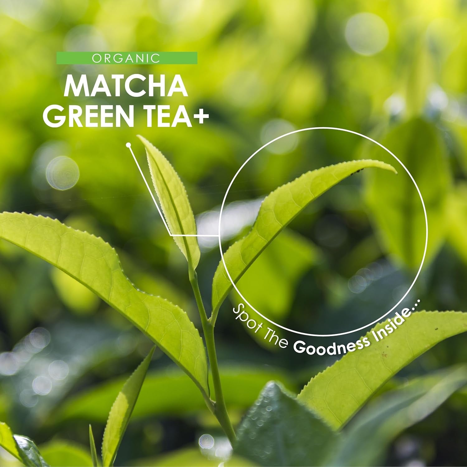 Organic Matcha Green Tea Extract 1360Mg - 90 Vegan Capsules - Boosted with Turme