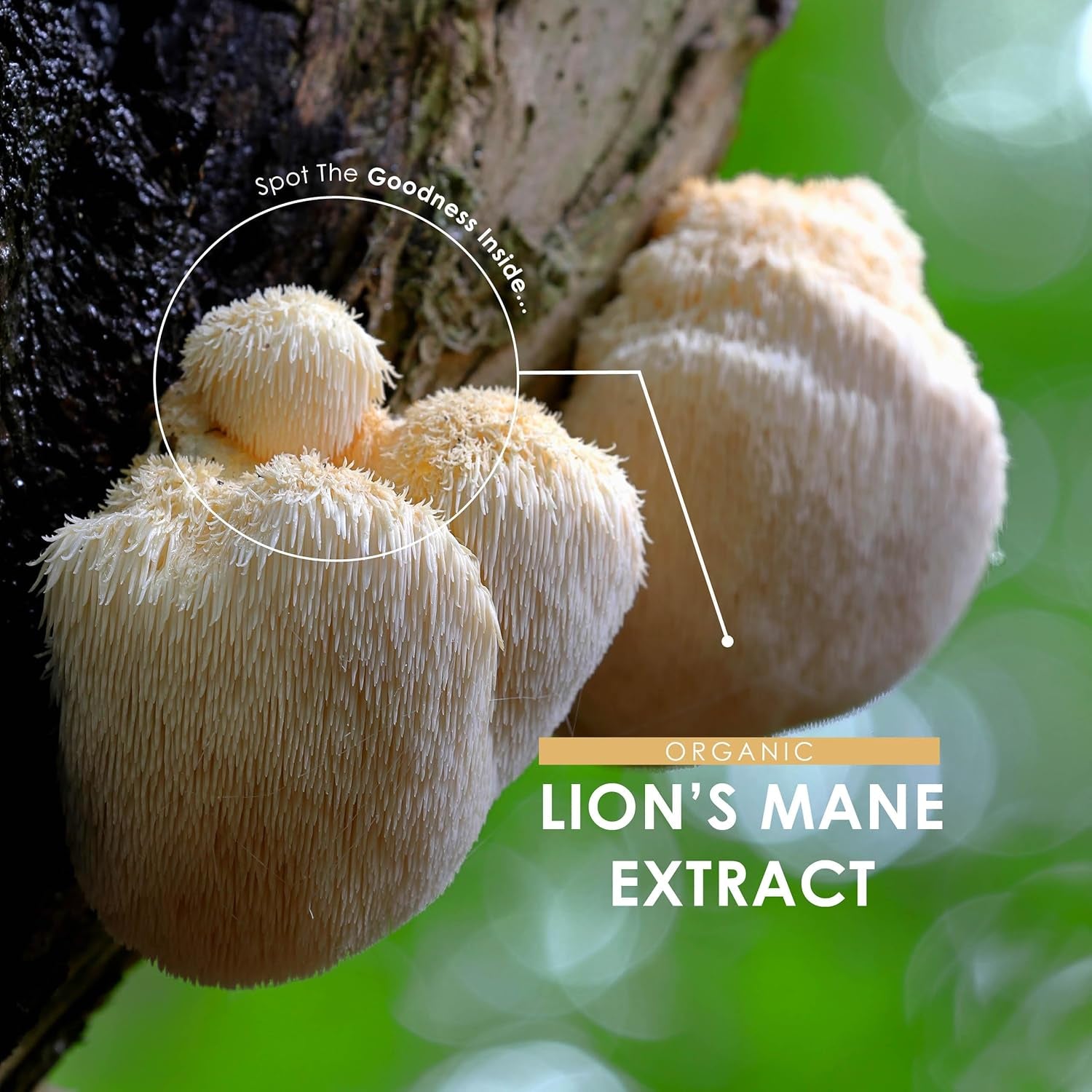 Organic Lions Mane Supplement 28,000Mg – 50% Polysaccharide
